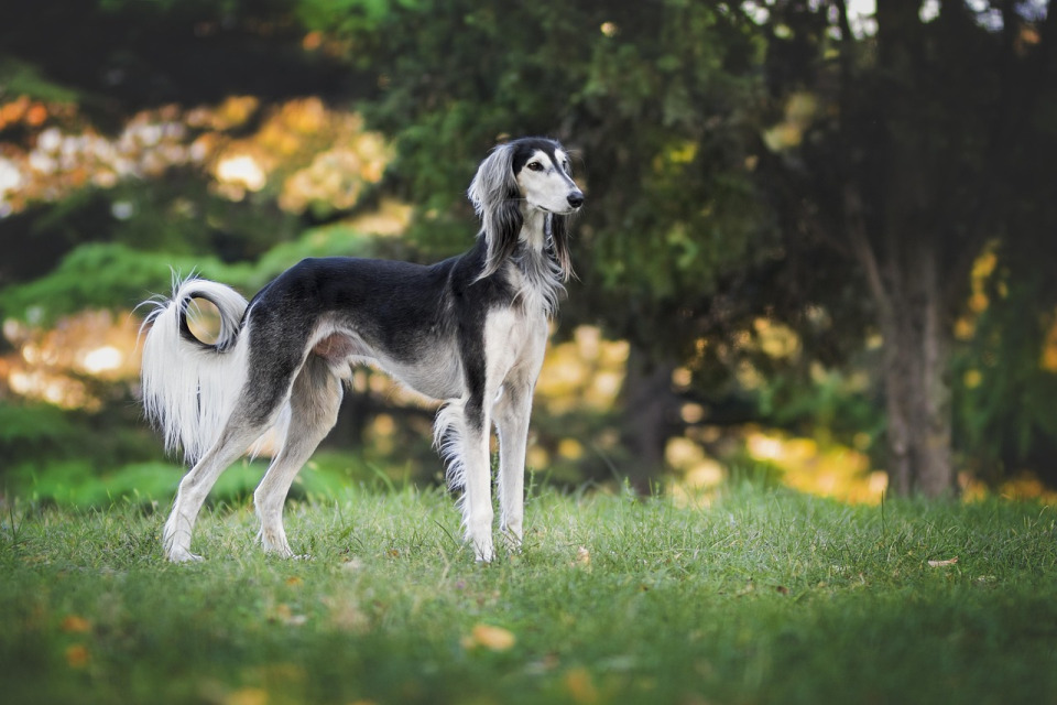 dog daycare playgroup indoor happy